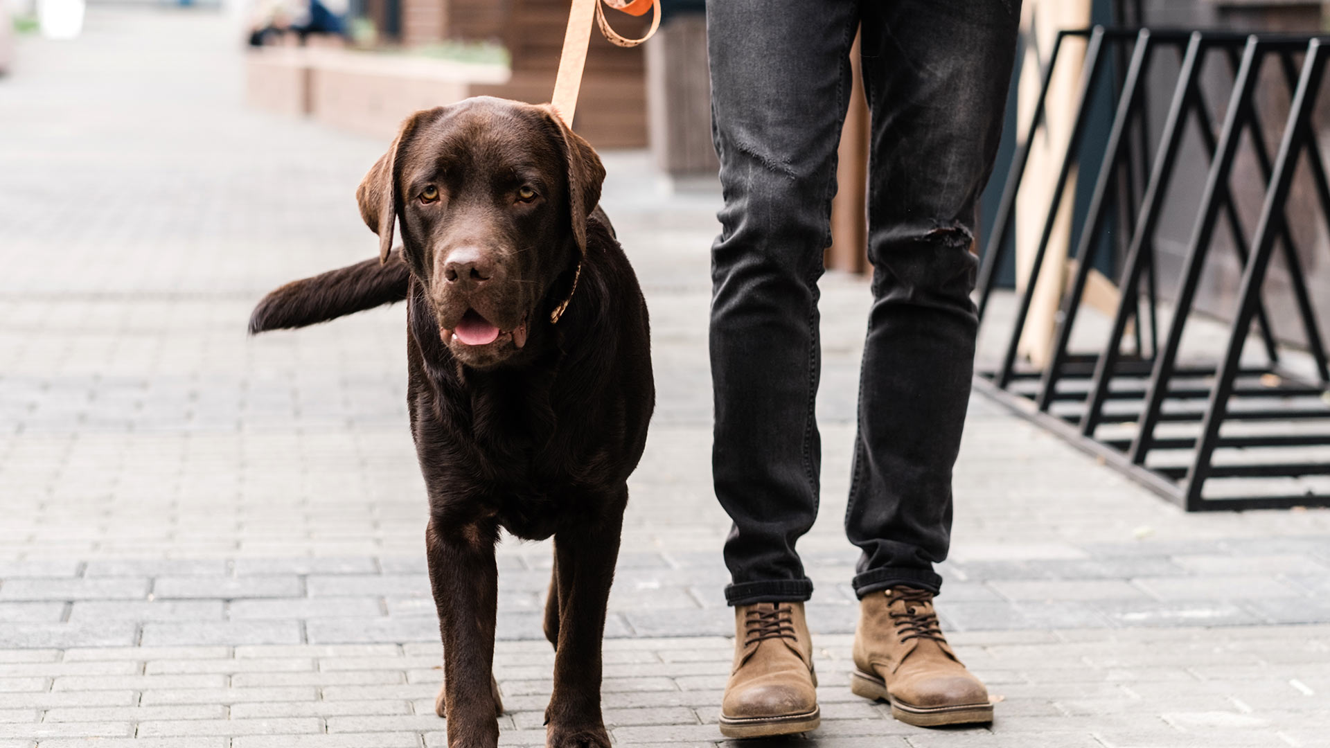 chocolate labrador dog on a walk in an urban setting