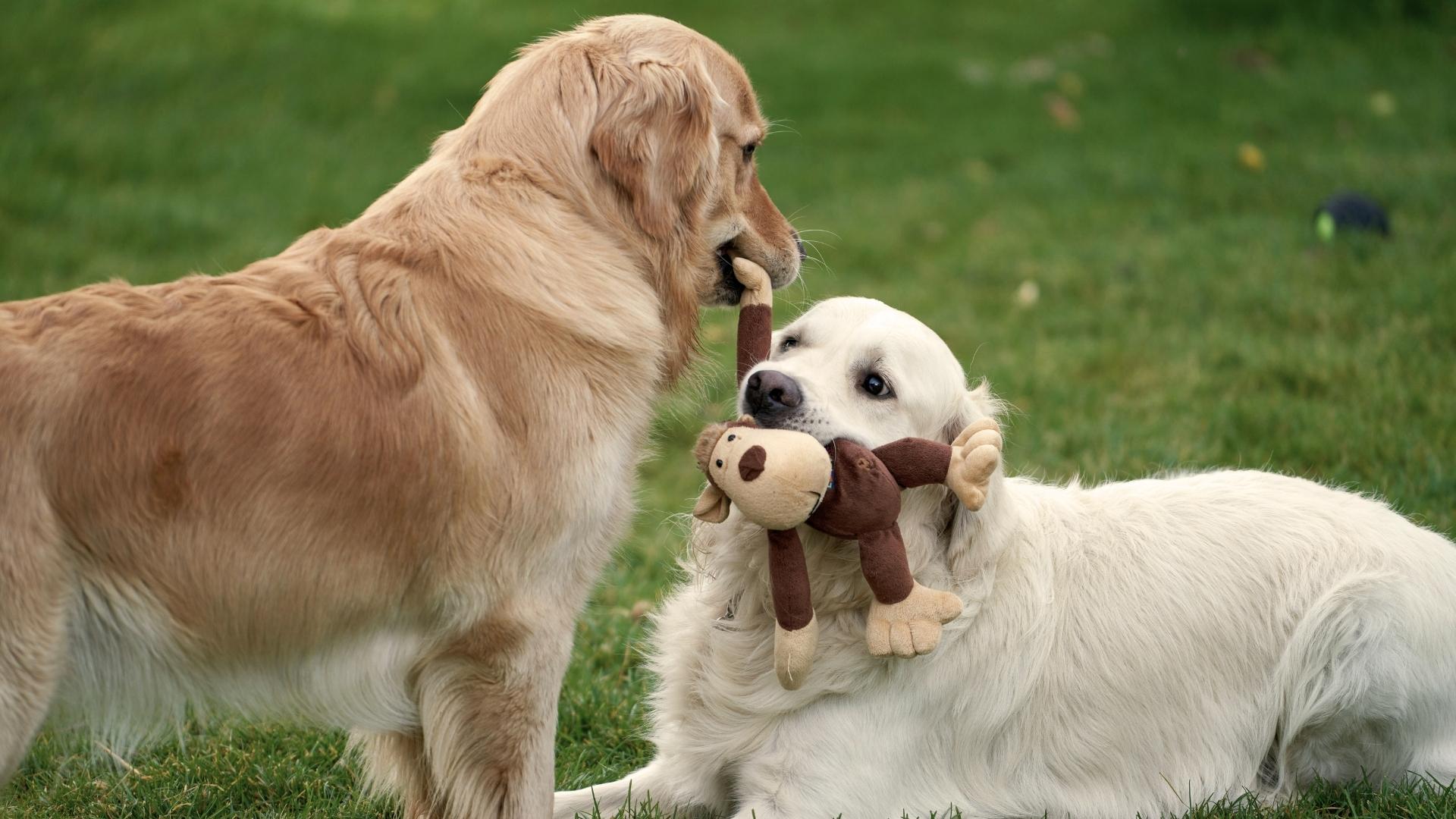 A Dalmatian dog with black spots on a white coat looks directly at the camera, standing on a patterned floor. Two golden retrievers play tug-of-war with a stuffed monkey toy on a grassy lawn.