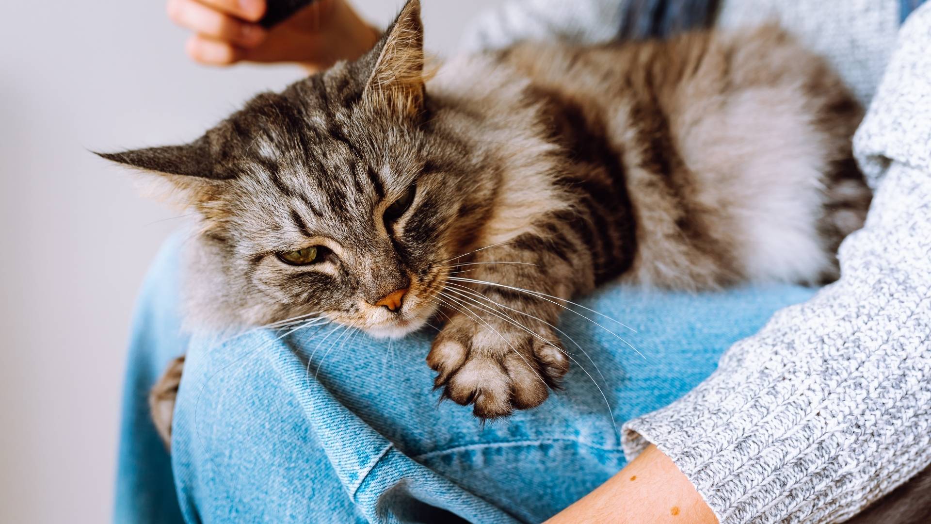 Cat getting comfort A person is brushing a tabby cat that is resting on their lap, with the cat appearing sleepy.