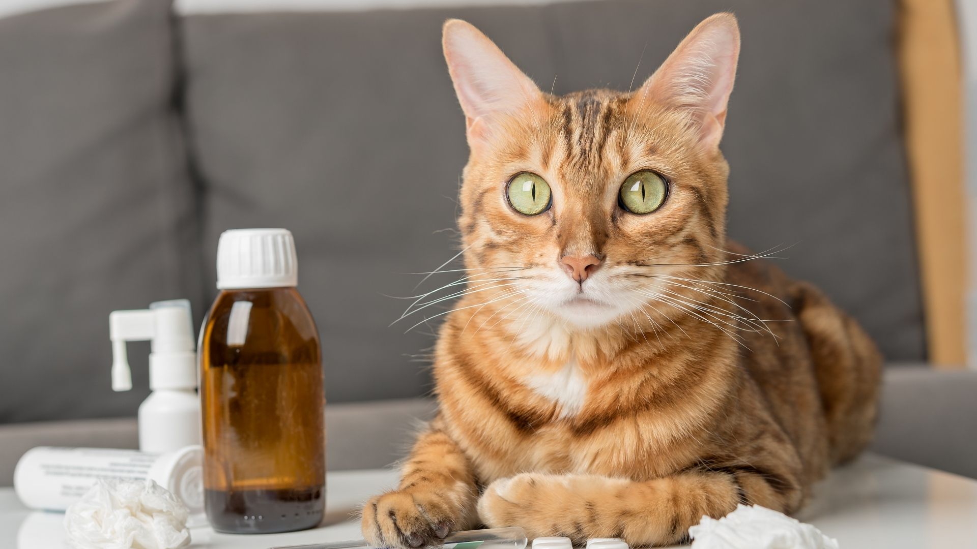 Cat sarrounded by medicine A Bengal cat with green eyes lies on a white surface next to a brown medicine bottle, a white spray bottle, and tissues.