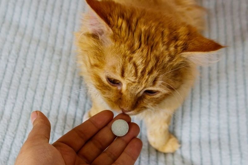 A hand holding a small white pill towards an orange cat's face.