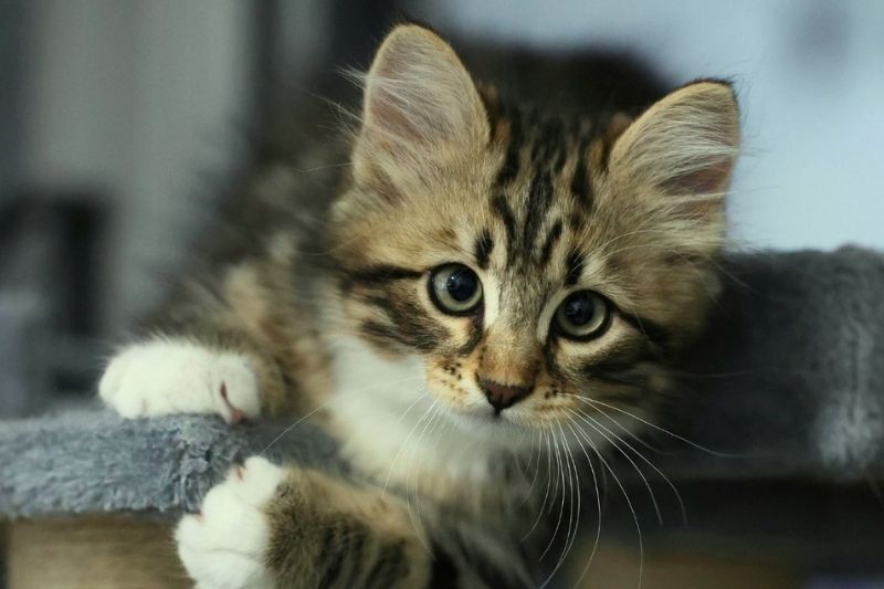 A fluffy tabby kitten with striking green eyes and white paws clings to a textured grey surface.