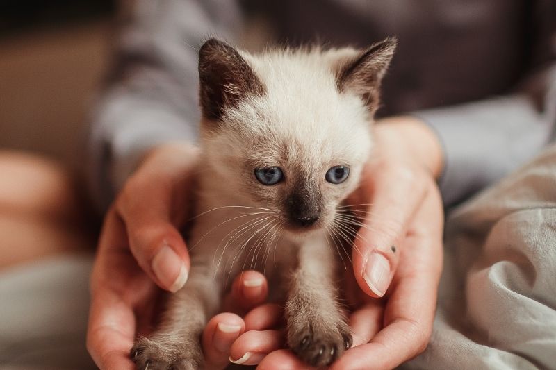 A very young Siamese kitten with striking blue eyes is cradled in a pair of cupped hands on a bed covered with rumpled gray blankets.