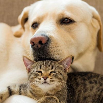 A tabby cat rests on the chest of a light-colored dog, both looking towards the camera.