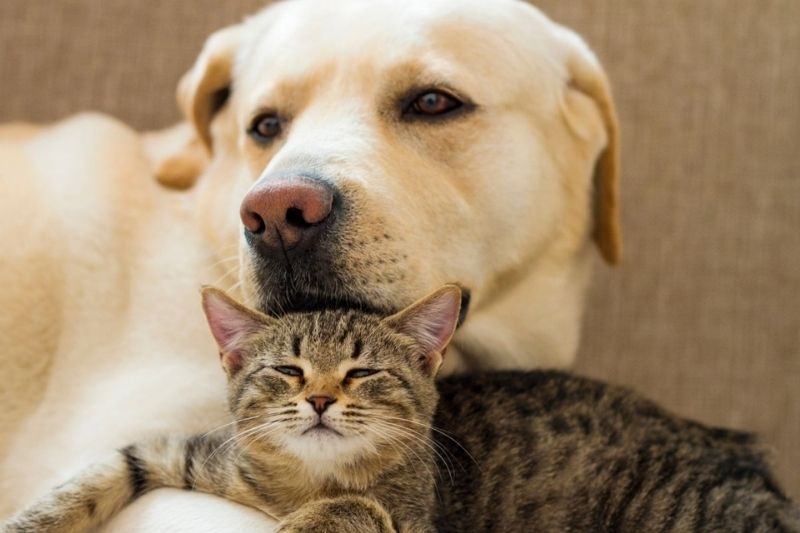 yellow lab and a tabby cat laying together