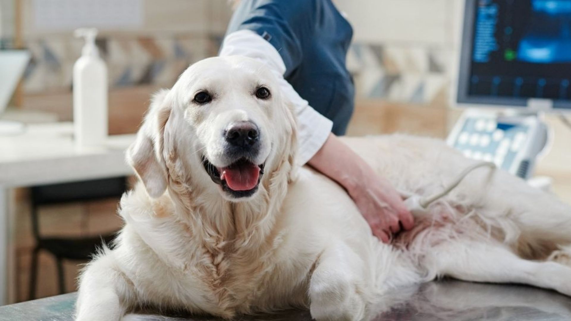 Dog during thepary A veterinarian performs an ultrasound on a golden retriever lying on an examination table.