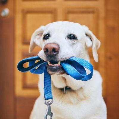 A white dog holds a blue leash in its mouth, sitting in front of a wooden door.