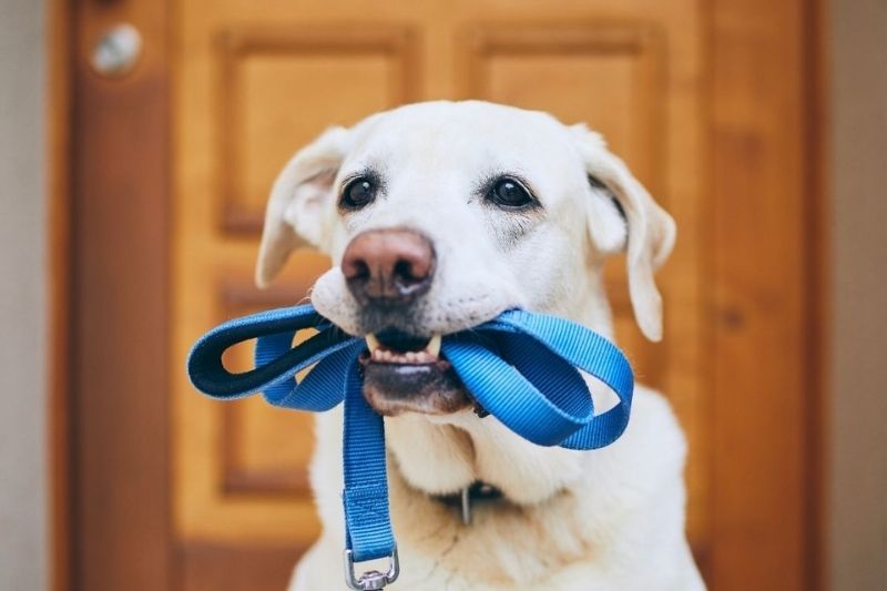 A light-colored dog holds a blue leash in its mouth, ready for a walk.