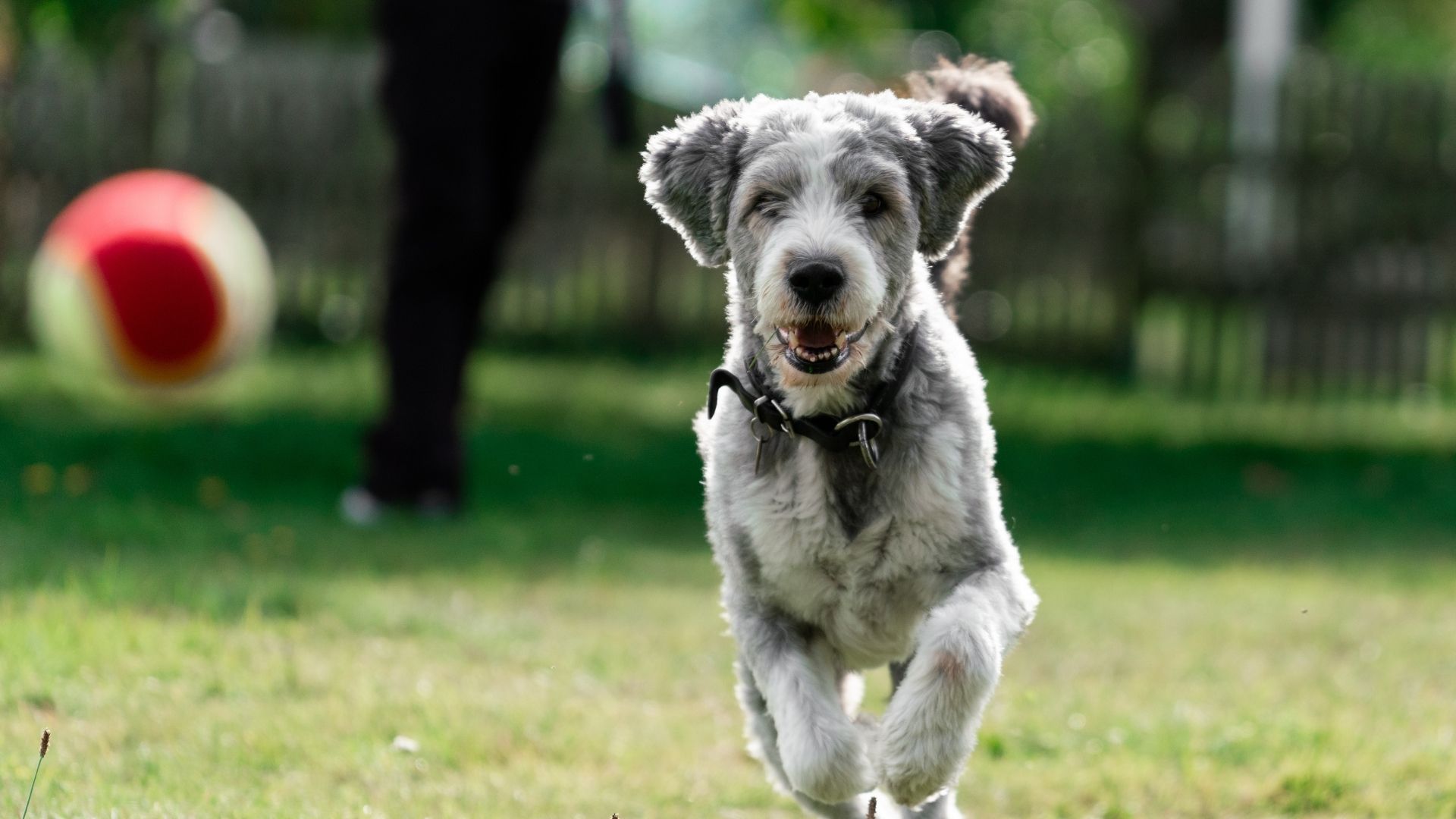 Dog running towards the ball A fluffy, grey and white dog with a black collar runs across a grassy field towards the camera, with a red and yellow ball blurred in the background.