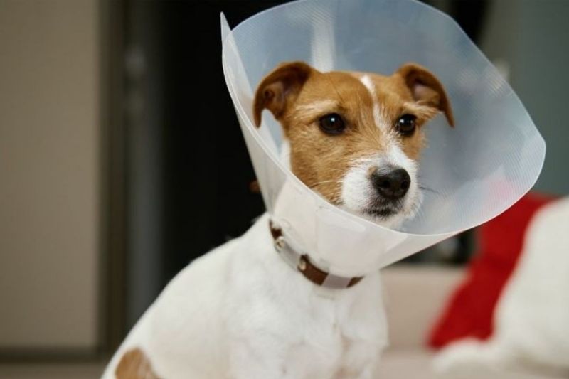 A small white and brown dog wearing a clear plastic cone around its neck sits on a soft surface.
