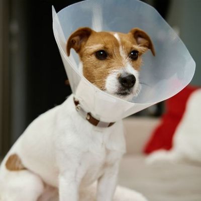 A white dog with brown markings on its head wears a clear plastic Elizabethan collar.