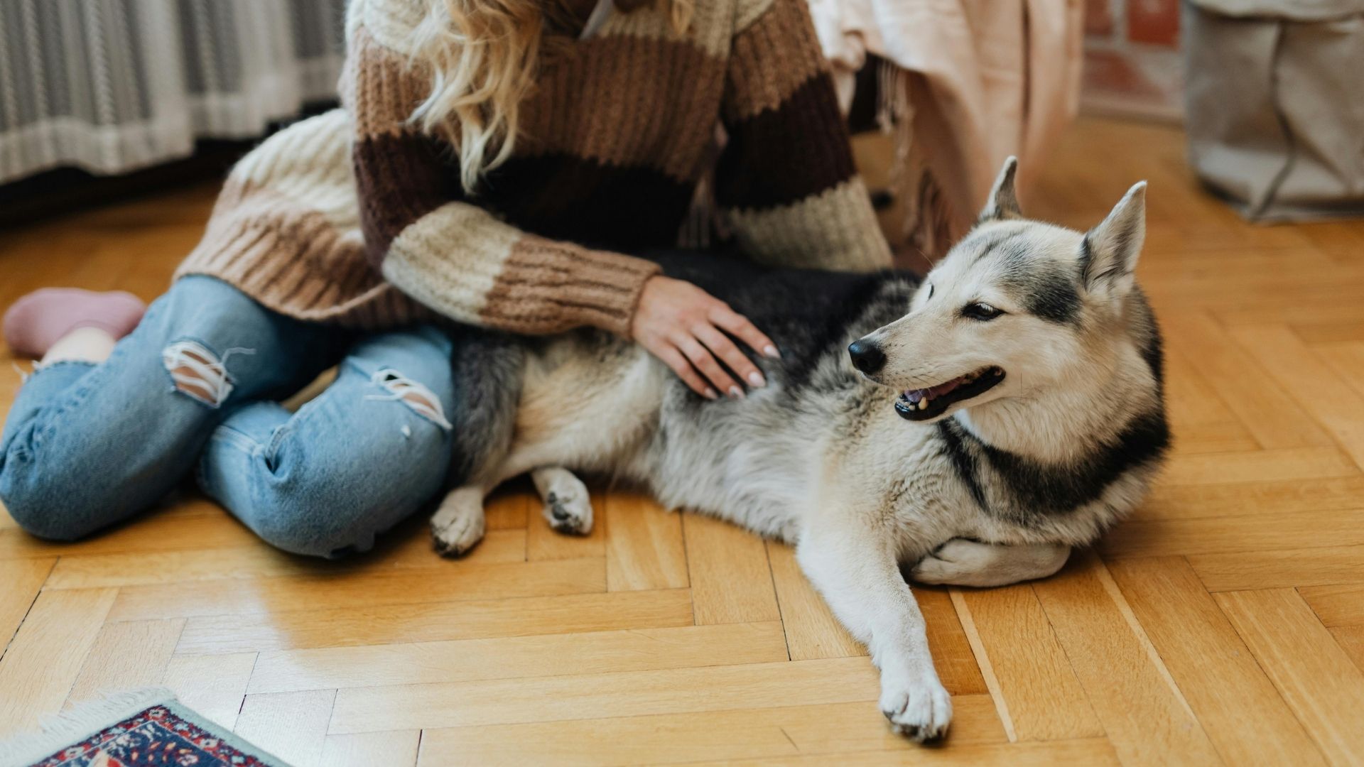 Dog with the girl on the floor A person wearing a striped sweater and ripped jeans pets a husky lying on a wooden floor.
