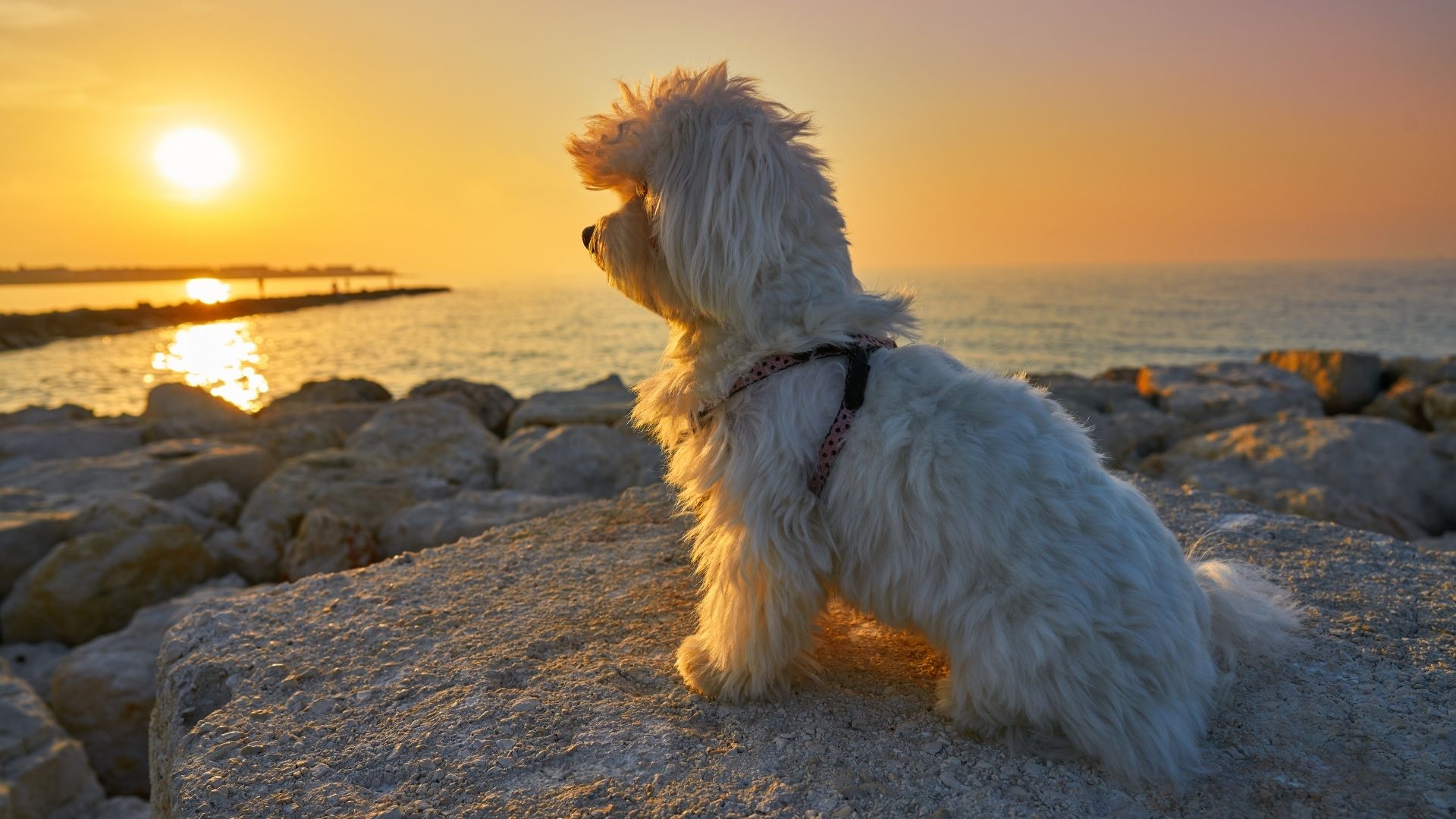 Fluffy dog near beach A fluffy white dog sits on rocks by the sea, looking out at the sunset.