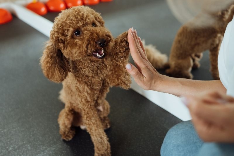 A person is brushing a fluffy dog that is lying on the floor.