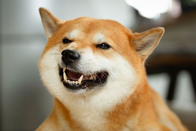 A close-up shot of a Shiba Inu dog with its mouth open, showing its teeth and tongue.