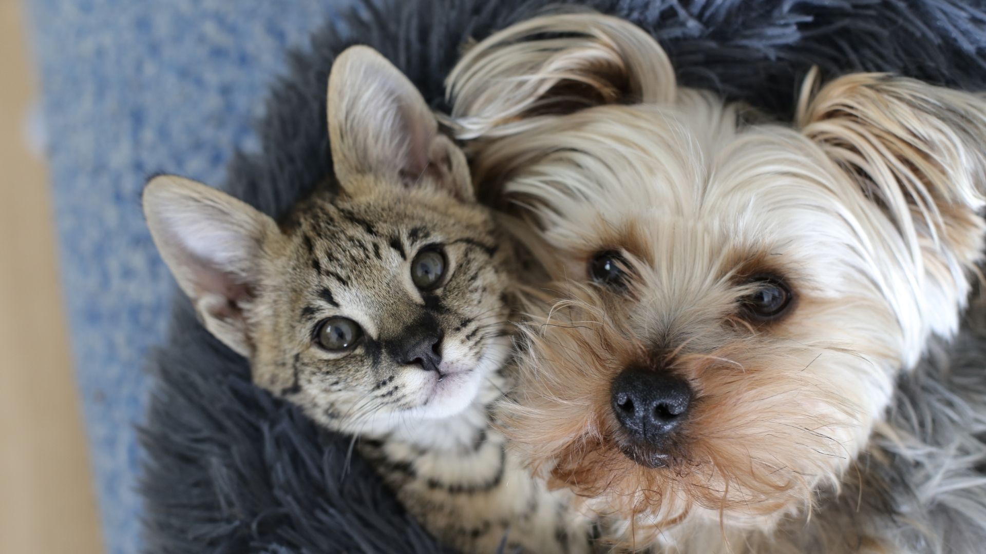 Puppy and kitty A kitten with spotted fur rests its head on the back of a small, fluffy dog.