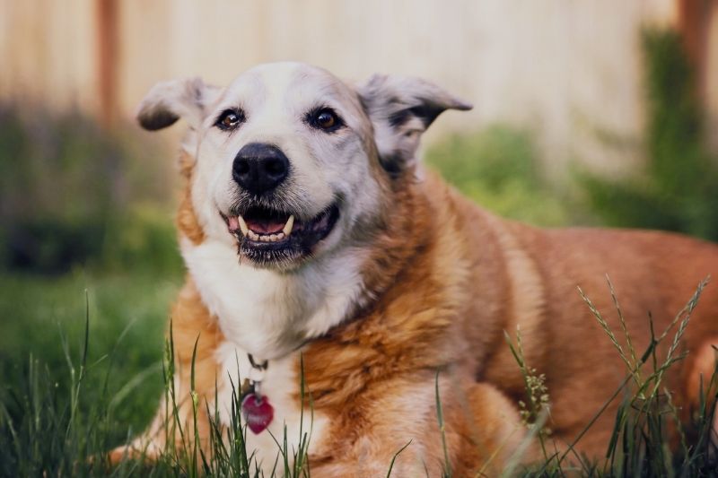 A tan and white dog with its mouth open and tongue visible lies on green grass, wearing a red heart-shaped tag on its collar.