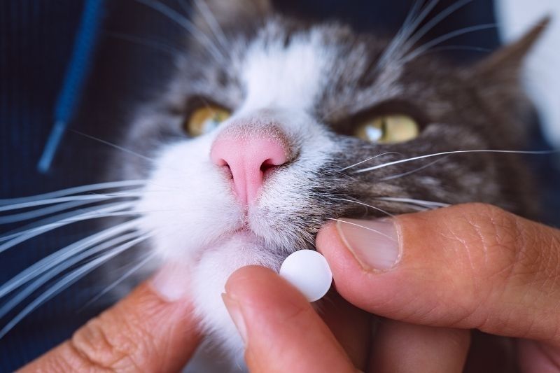 closeup of a person giving a cat medicine