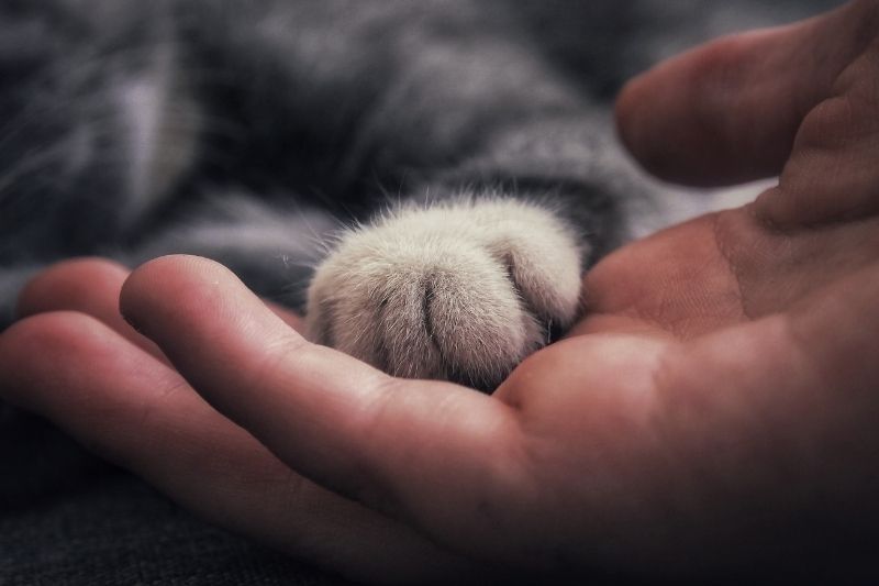 persons hand holding a small cats paw